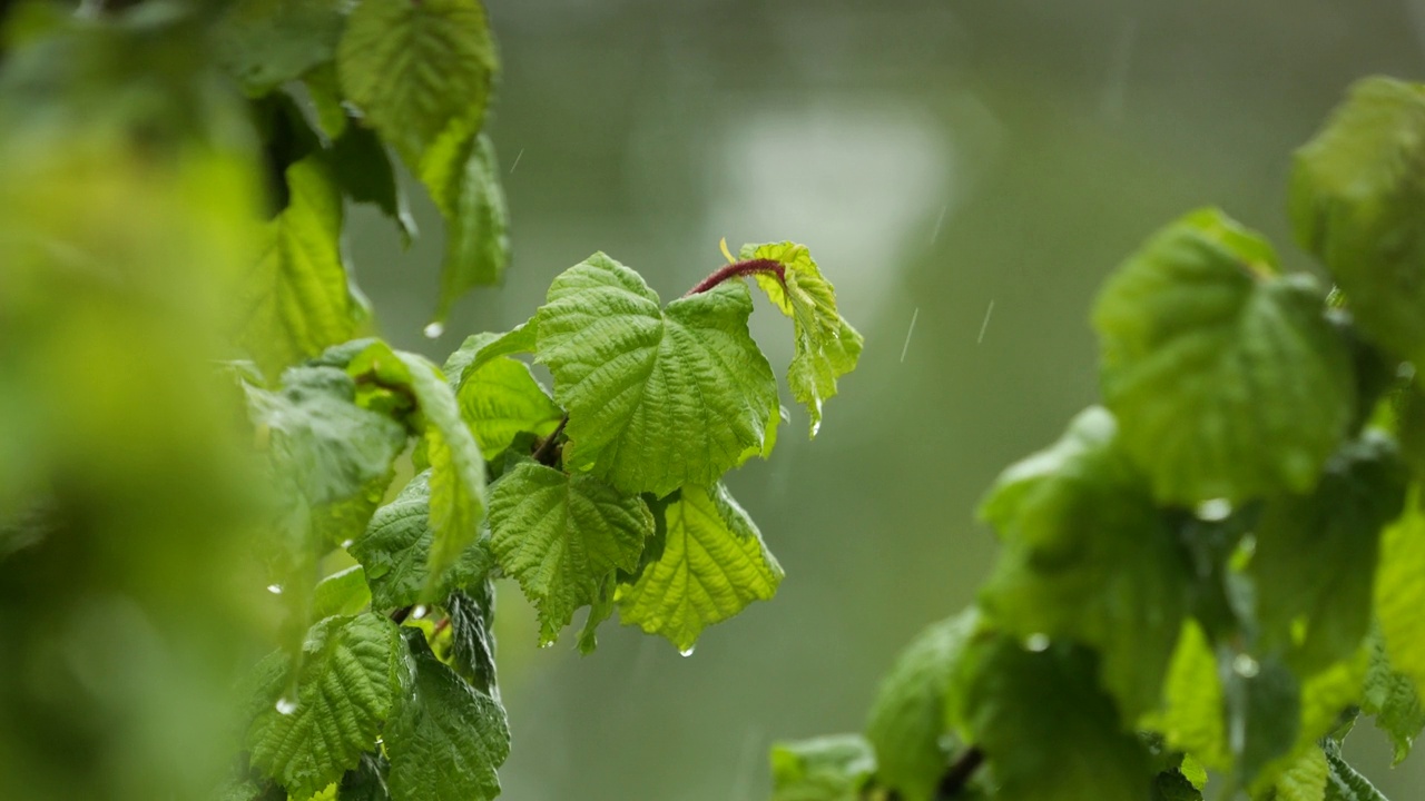 平静放松冥想和平的背景。下雨时从绿叶上滴下的慢动作雨滴。雨水落在绿色植物的叶子上。选择性聚焦绿叶前景。视频素材
