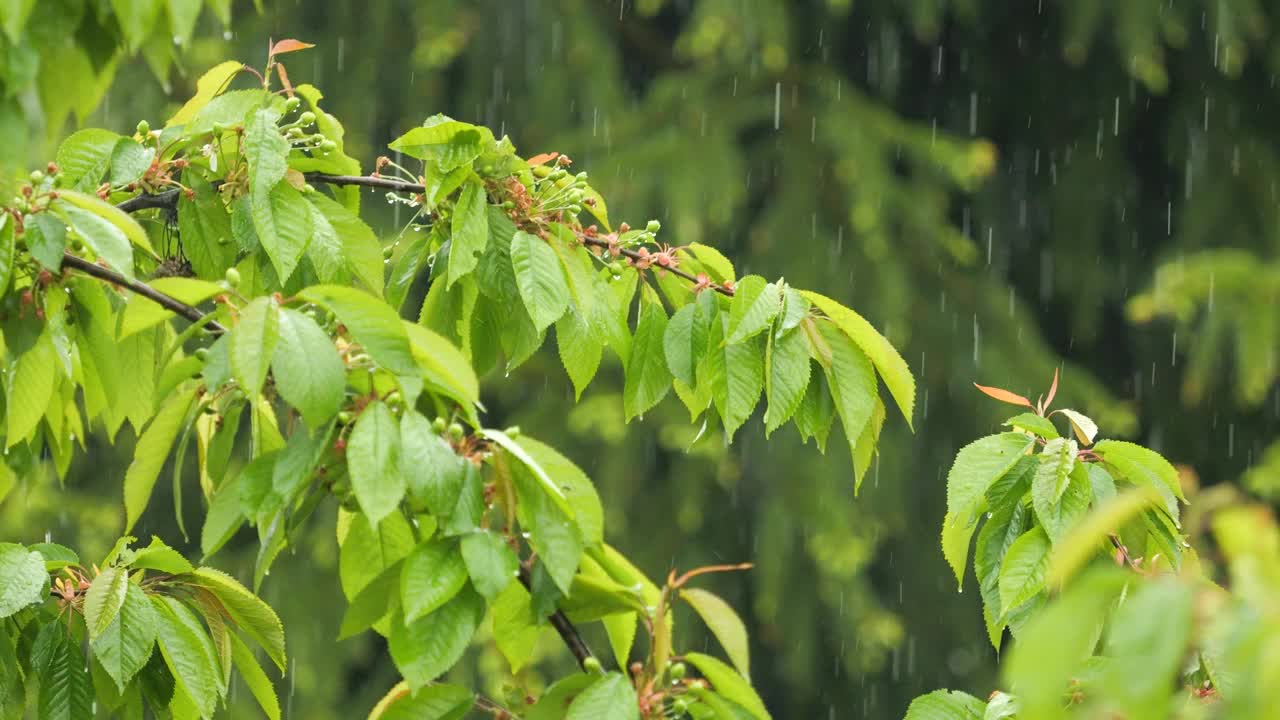 平静放松冥想和平的背景。下雨时从绿叶上滴下的慢动作雨滴。雨水落在绿色植物的叶子上。选择性聚焦绿叶前景。视频素材