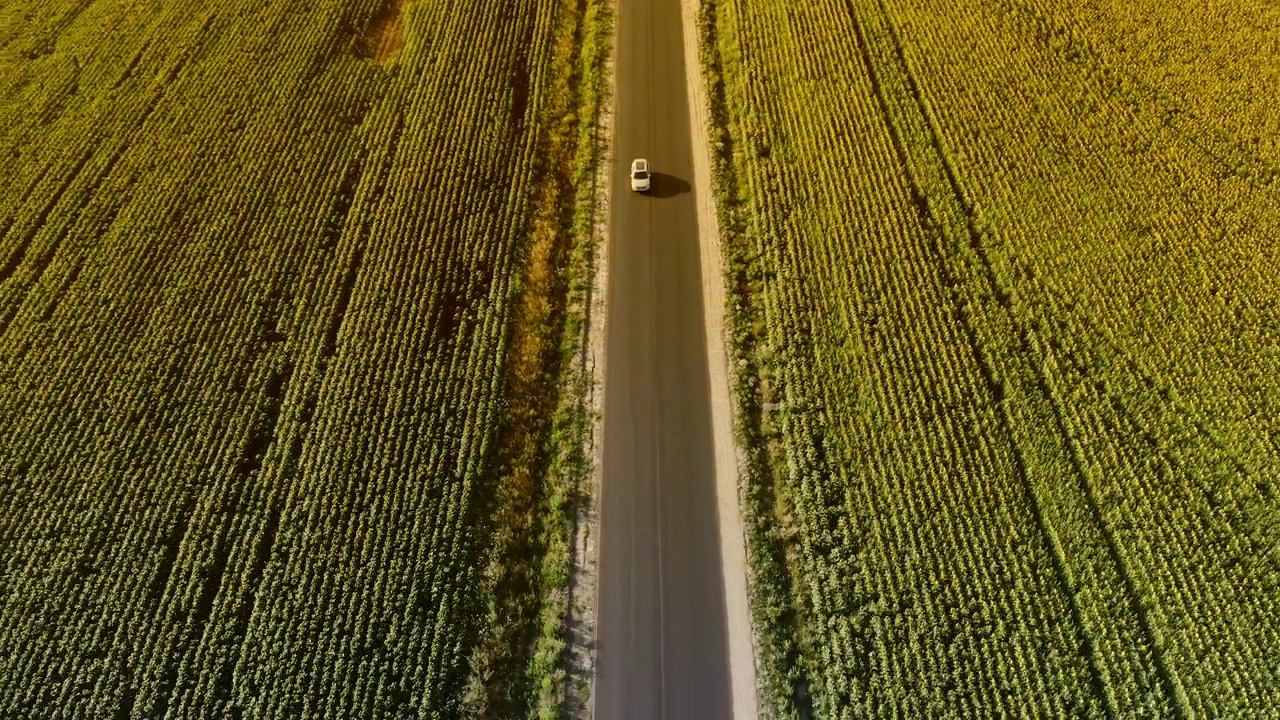 孤独的旅程:汽车在向日葵的海洋中沿着乡村公路行驶视频素材