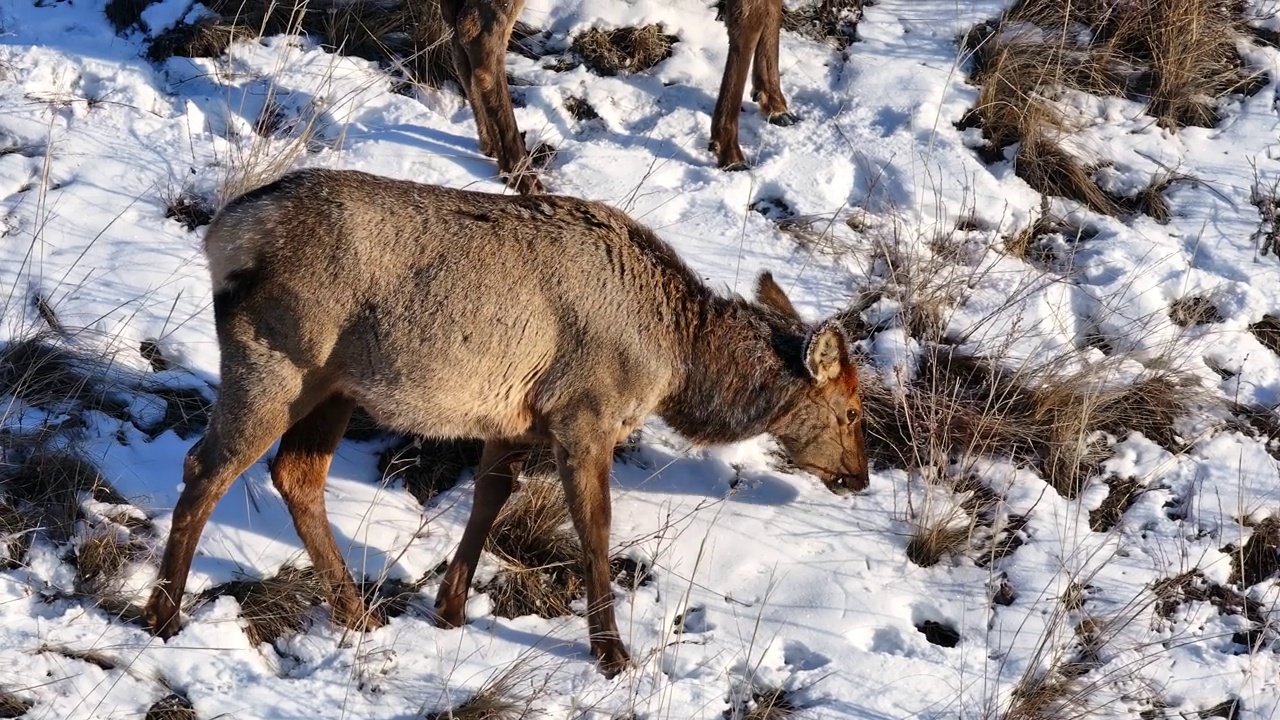 小山羊站在白雪覆盖的山坡上视频素材