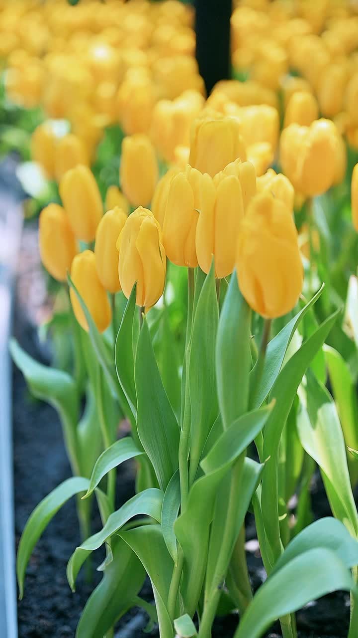 花园里五颜六色的郁金香花视频素材