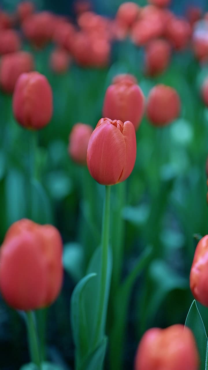 花园里五颜六色的郁金香花视频素材