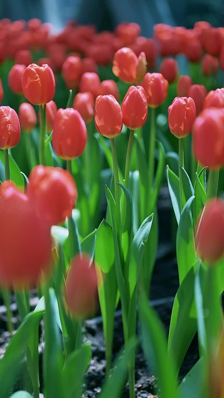 花园里五颜六色的郁金香花视频素材