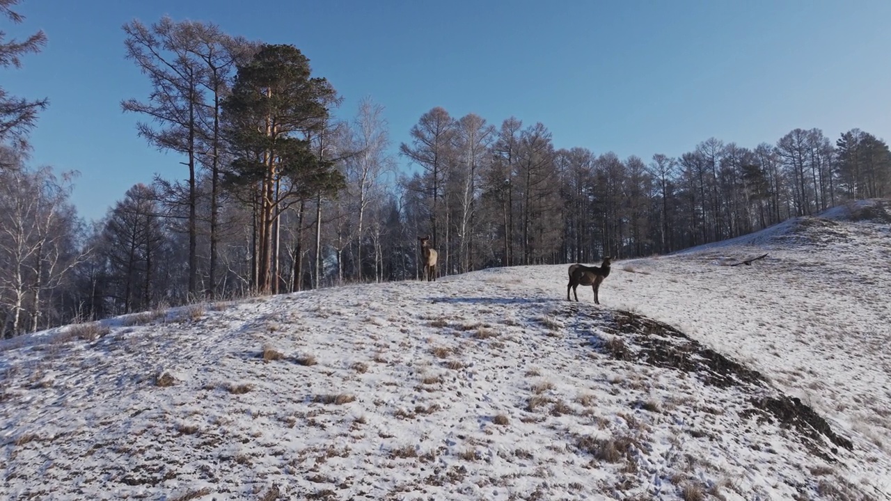 小鹿站在白雪覆盖的山上视频素材