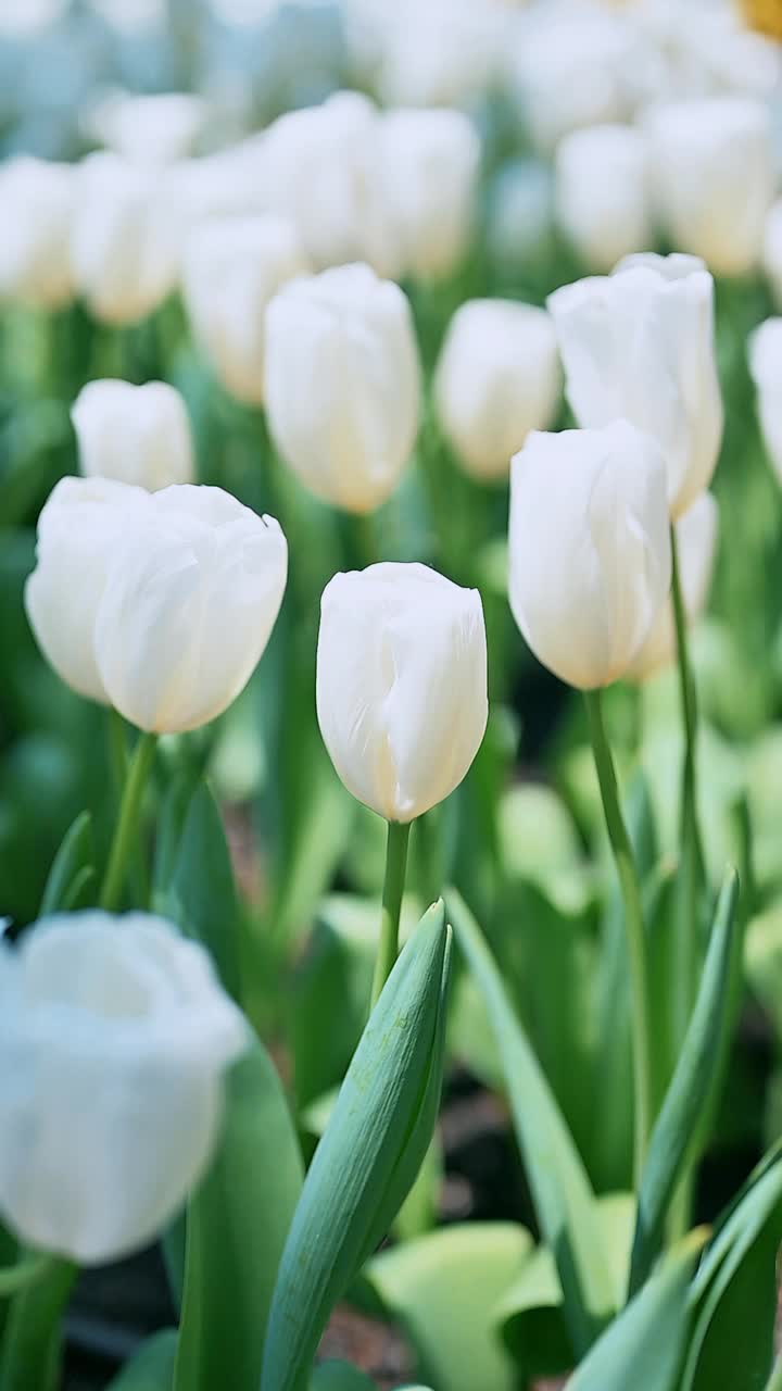 花园里五颜六色的郁金香花视频素材