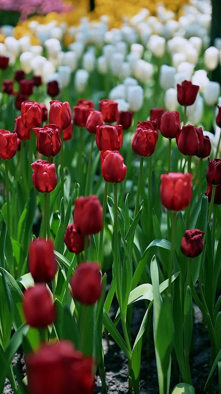 花园里五颜六色的郁金香花视频素材