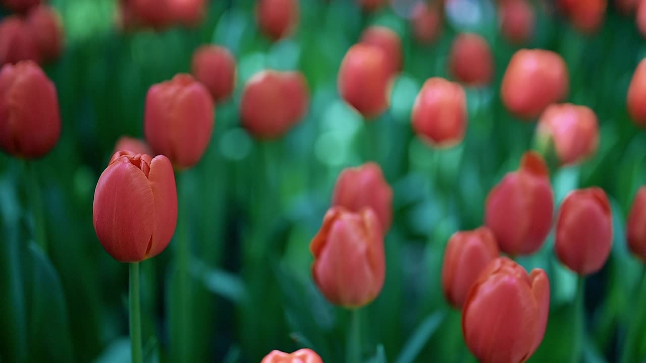 花园里五颜六色的郁金香花视频素材