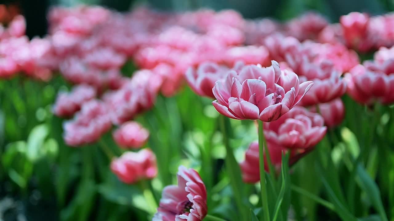 花园里五颜六色的郁金香花视频素材