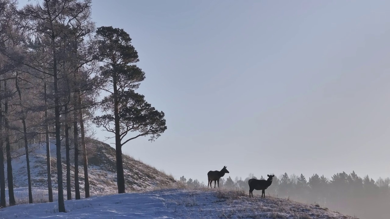 鹿站在积雪覆盖的斜坡上视频素材