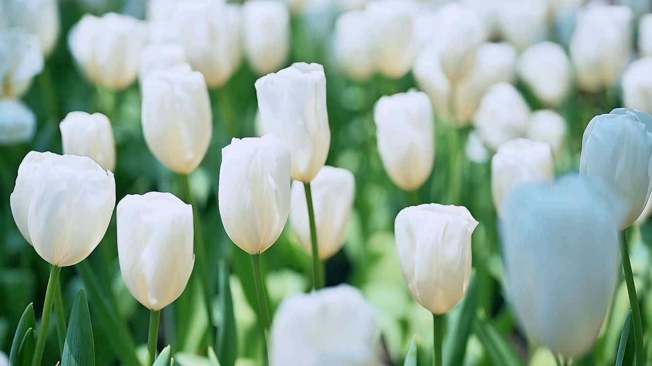 花园里五颜六色的郁金香花视频素材