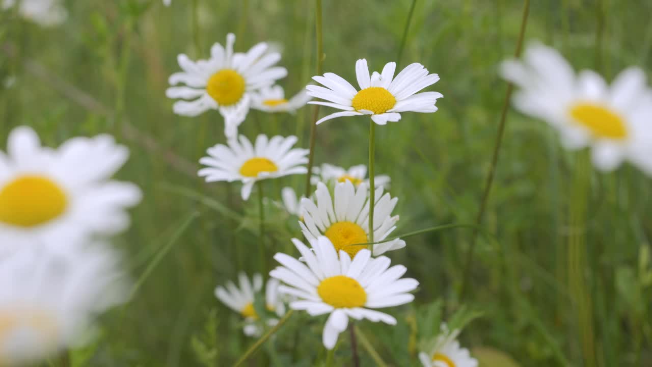 白色雏菊在风中摇曳。白色盛开的洋甘菊花夏季田野草地特写。野花在大自然的春天。环境保护，生态。美丽的蜡台。视频素材