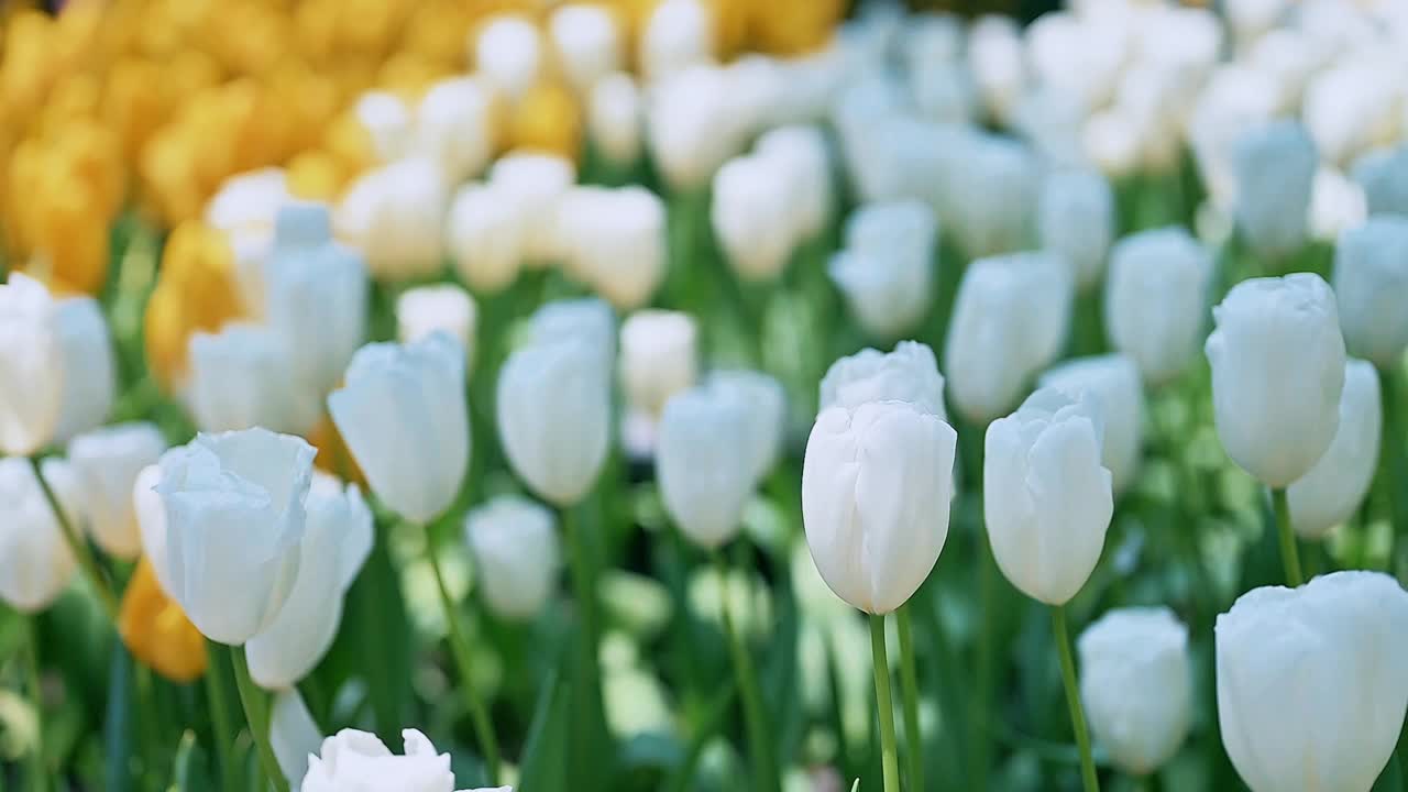 花园里五颜六色的郁金香花视频素材