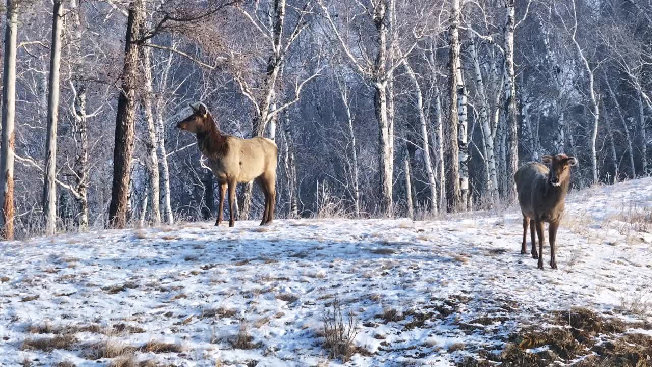 两只鹿站在积雪的树林里视频素材