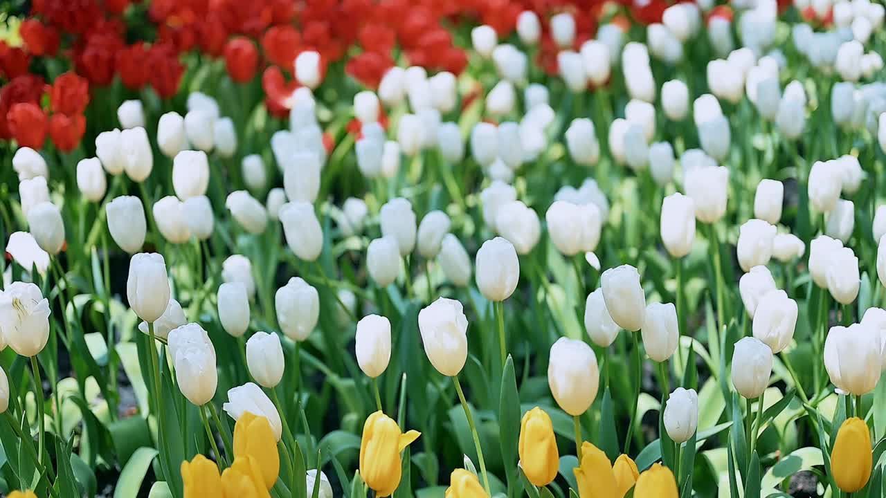 花园里五颜六色的郁金香花视频素材