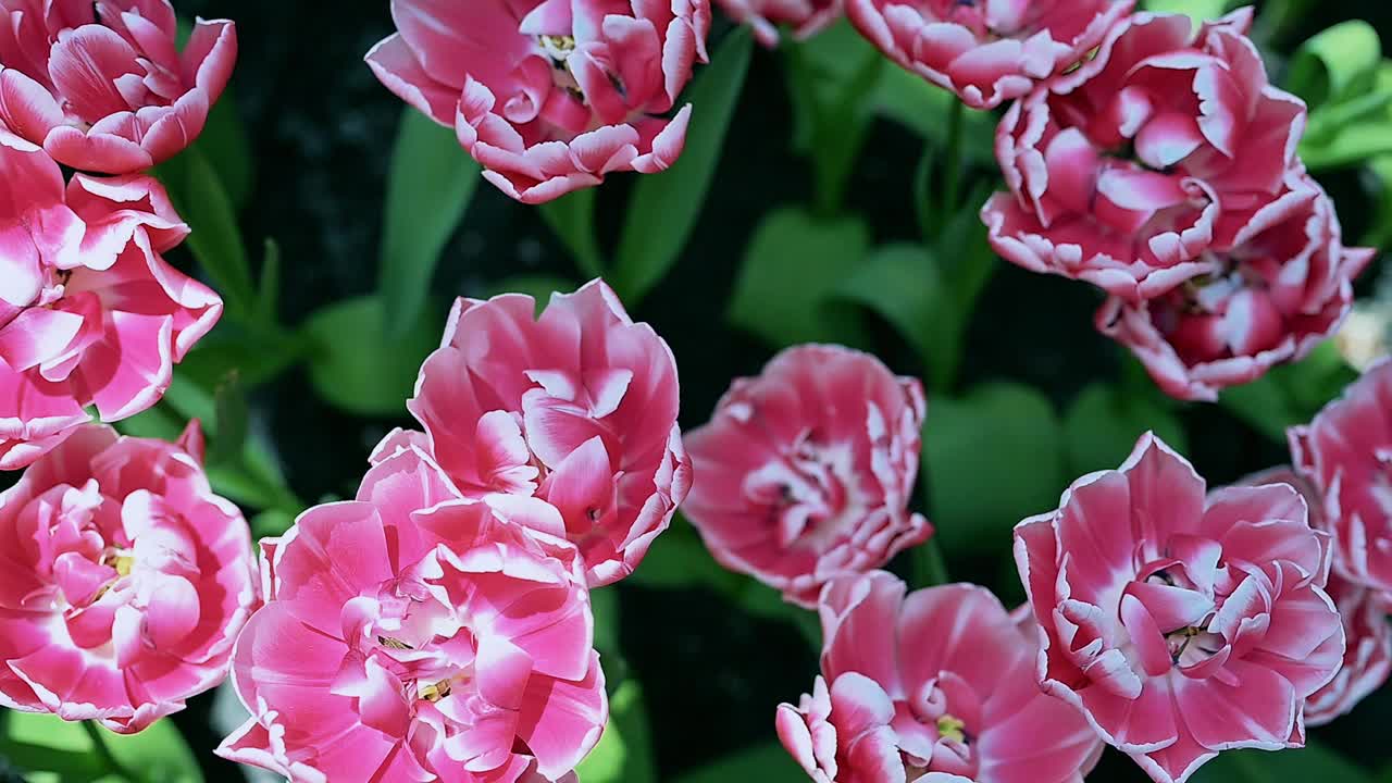 花园里五颜六色的郁金香花视频素材