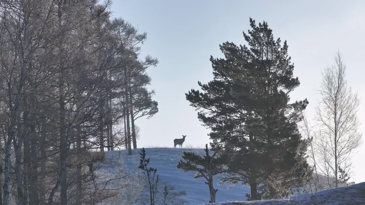 小鹿站在白雪覆盖的山上视频素材