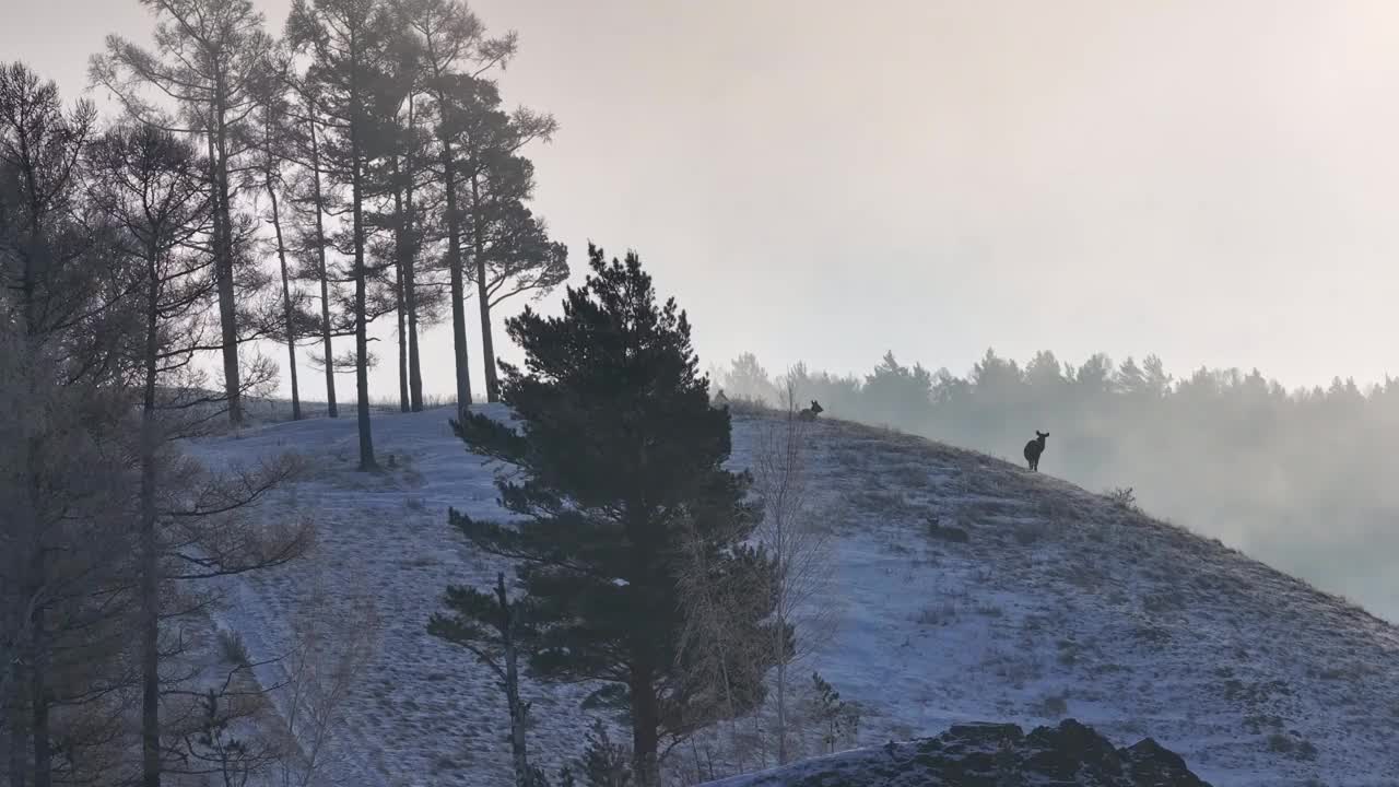 一群鹿站在白雪覆盖的山上视频素材