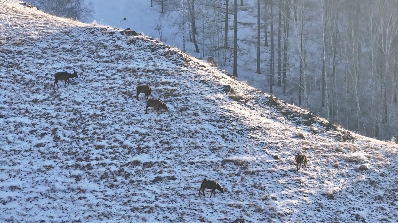 一群鹿走过白雪覆盖的山坡视频素材