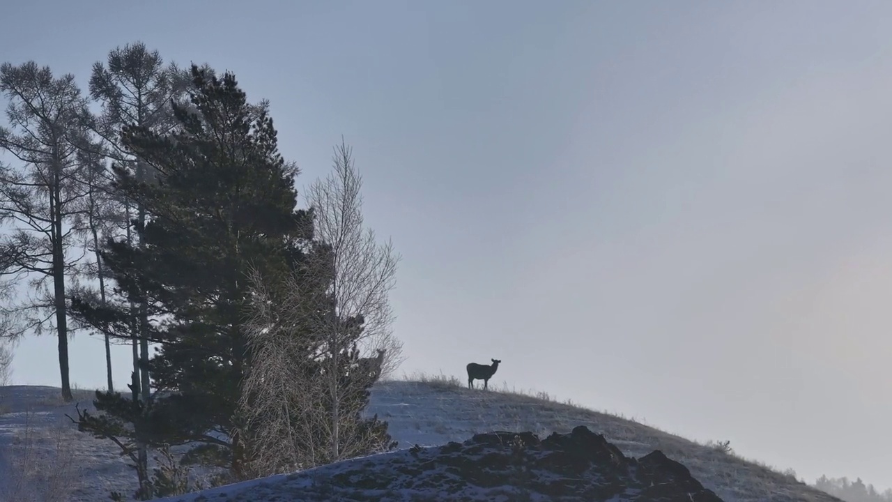 小鹿站在白雪覆盖的山顶上视频素材