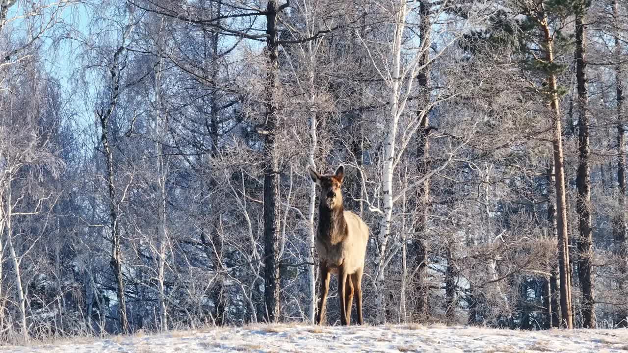 站在雪林中的鹿视频素材