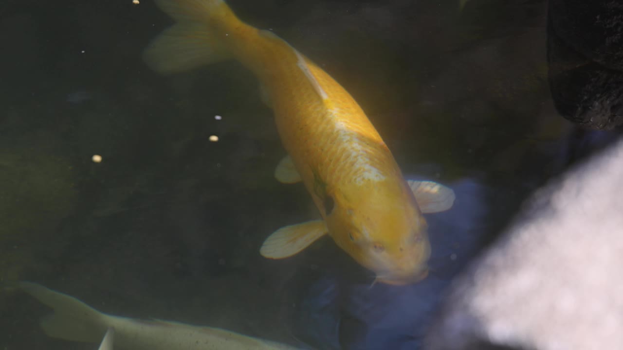 锦鲤在池塘里游泳视频素材