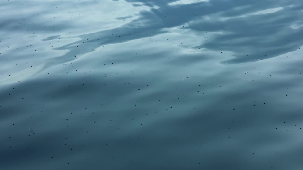 平静的海面视频素材