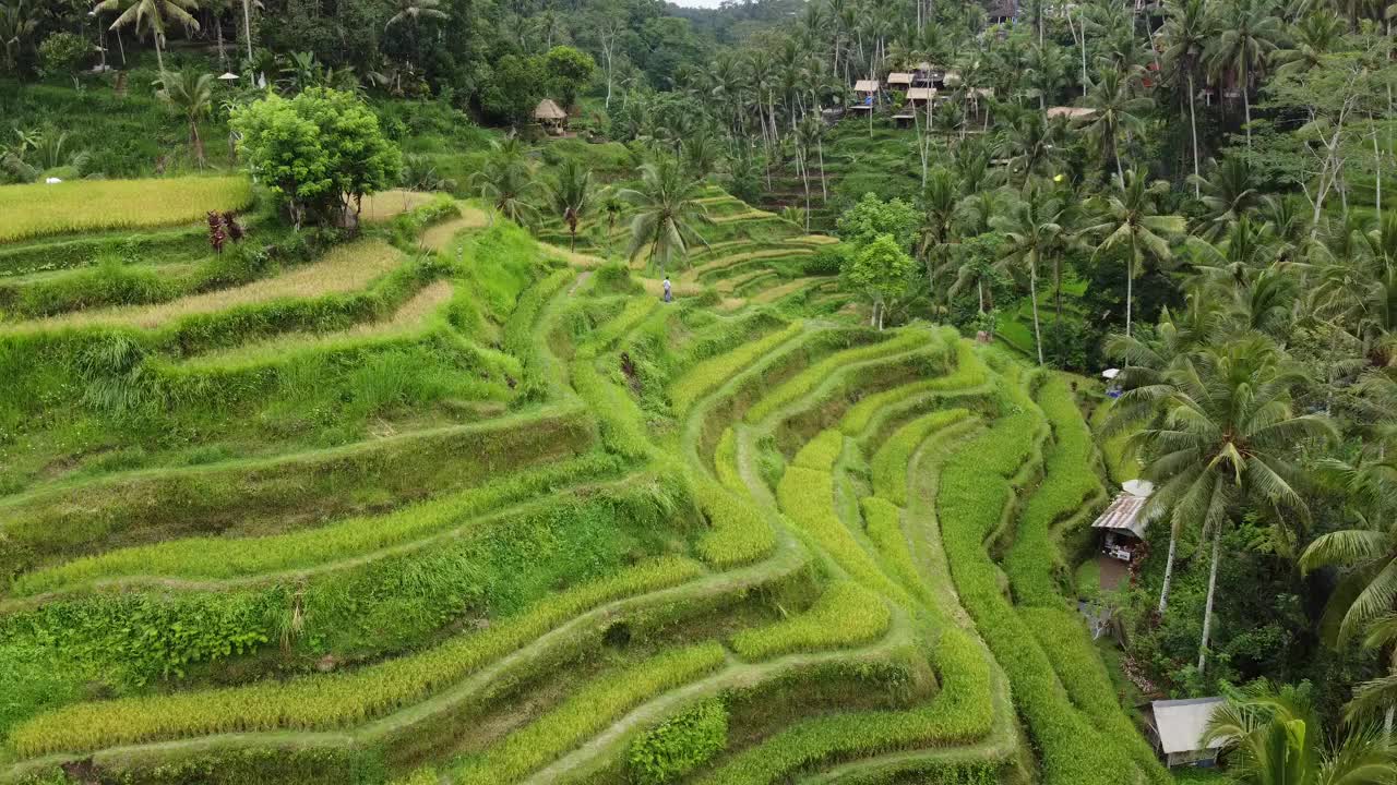 巴厘岛Tegalalang梯田的多级梯田和附近村庄的景色视频素材