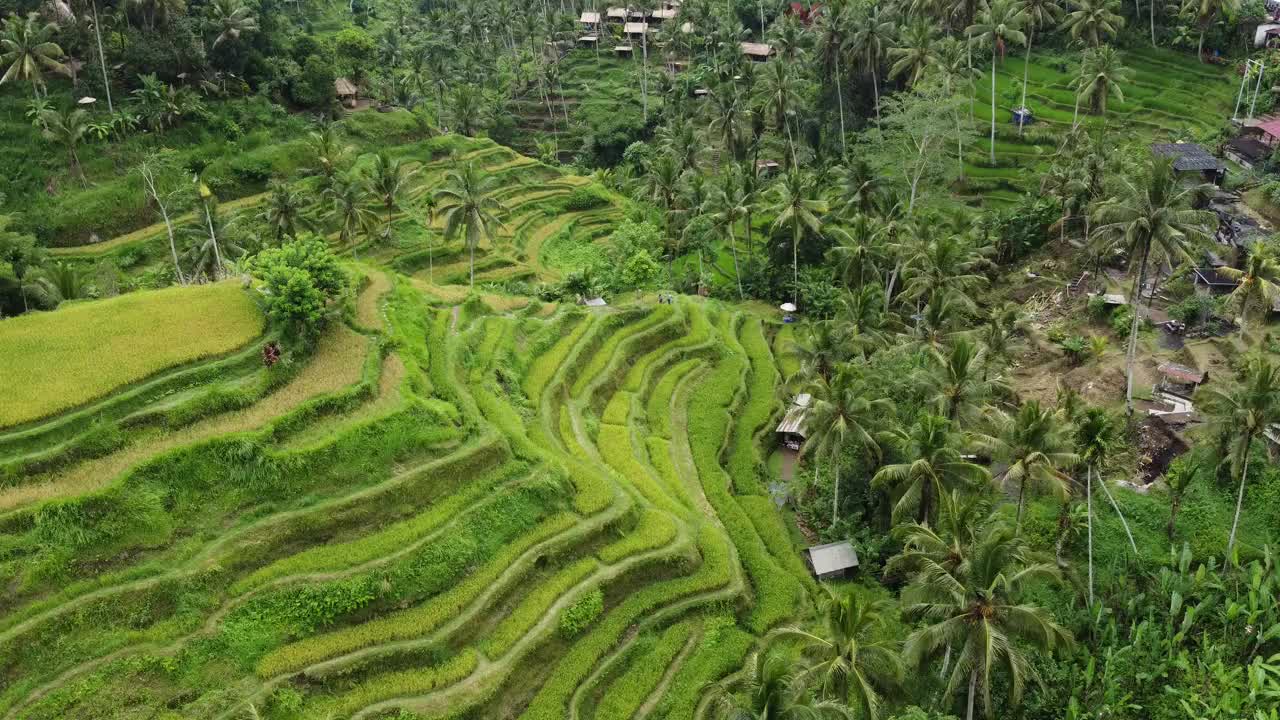 巴厘岛Tegalalang梯田的多级梯田和附近村庄的景色视频素材