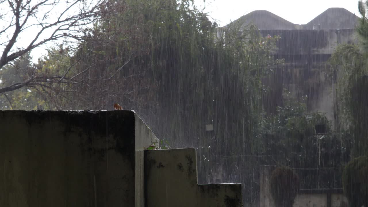 雨视频素材