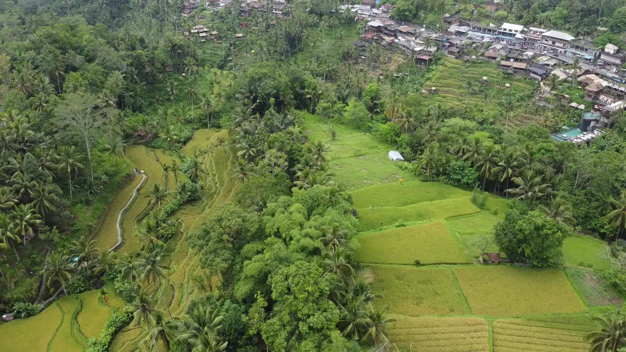 巴厘岛Tegalalang梯田的多级梯田和附近村庄的景色视频素材