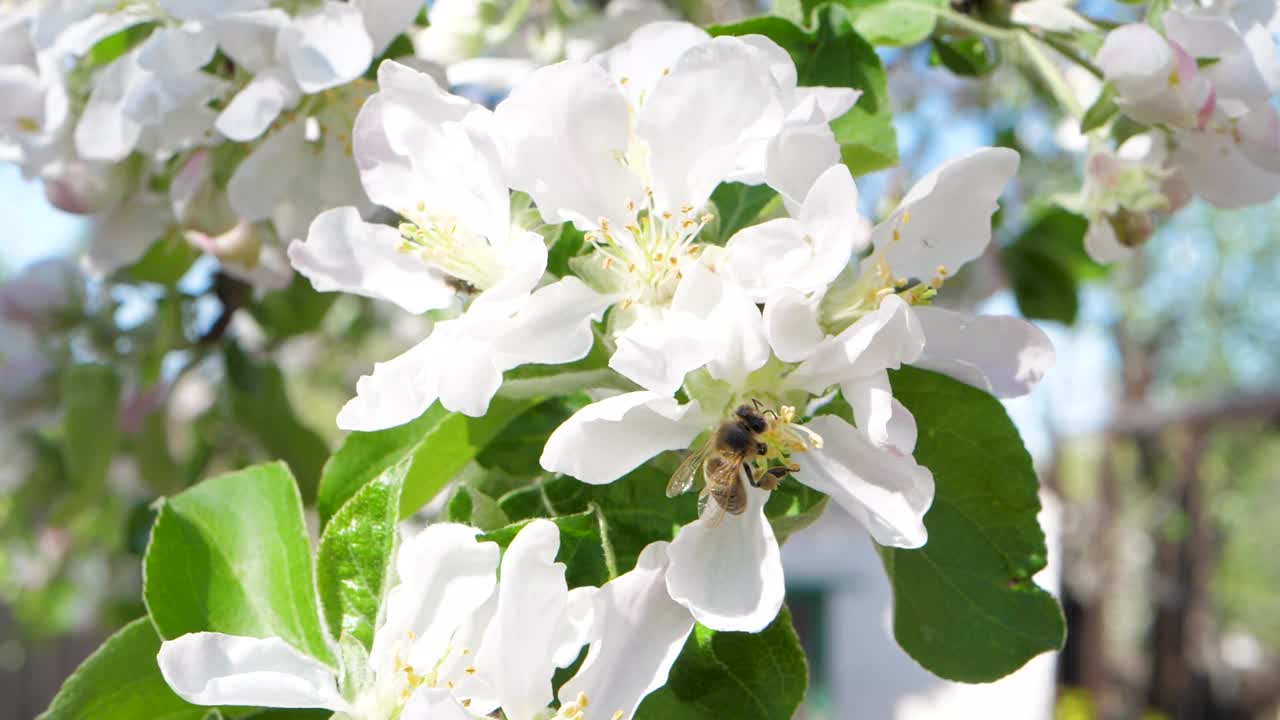 蜜蜂在开花的苹果树上采集花蜜视频素材