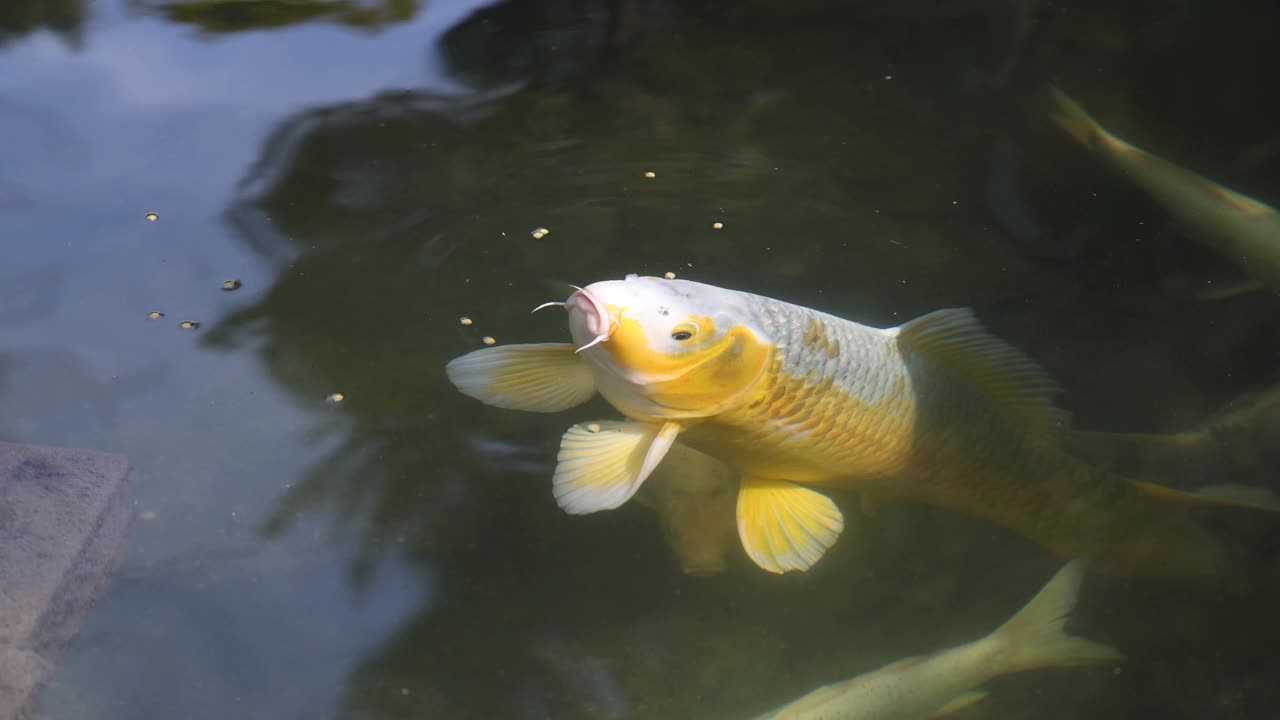 锦鲤摄食狂潮视频素材