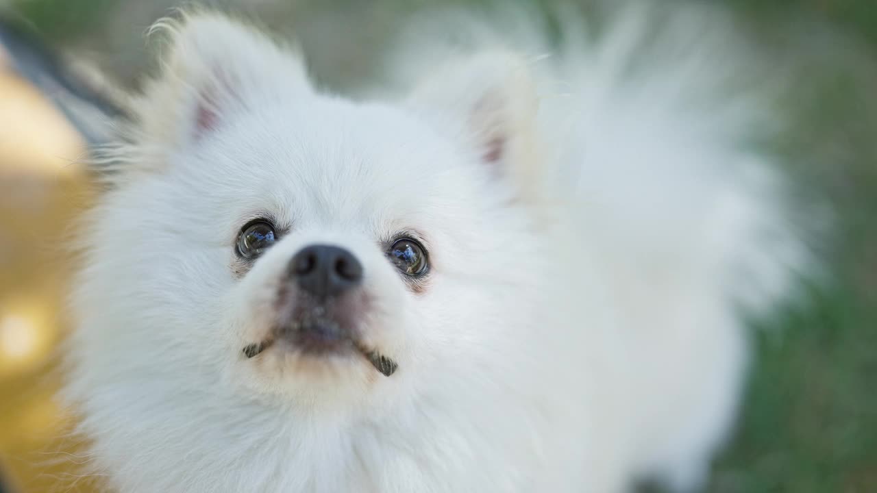 一只快乐的白色博美犬在户外享受大自然的特写视频素材