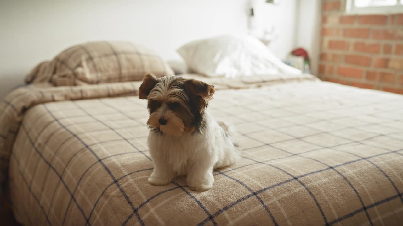 在一间舒适的卧室里，一只小猎犬全神贯注地坐在格子图案的床上，背景是一堵砖墙。视频素材