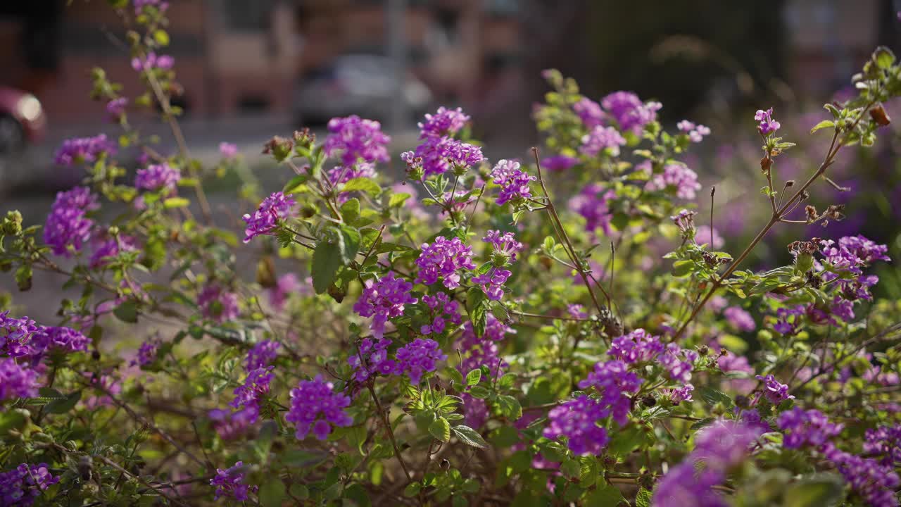 充满活力的紫色灯笼花在西班牙城市花园的绿叶中盛开。视频素材