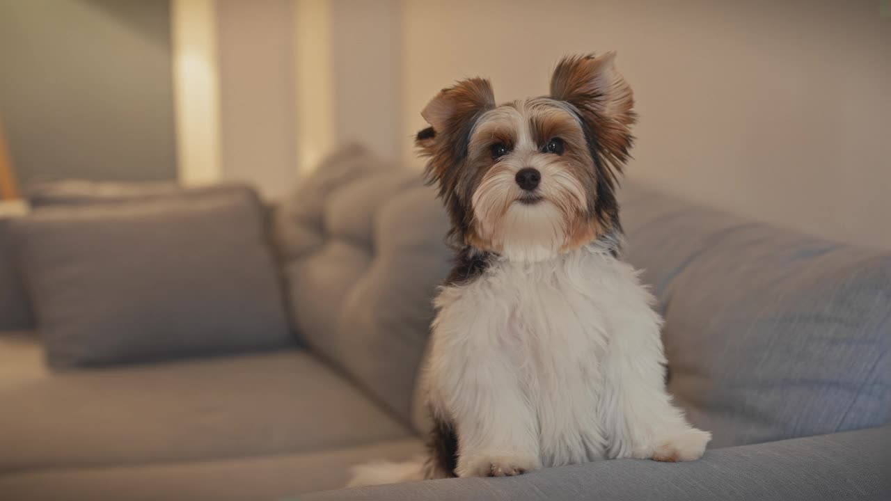 在舒适的室内客厅里，一只小猎犬全神贯注地坐在柔软的沙发上。视频素材