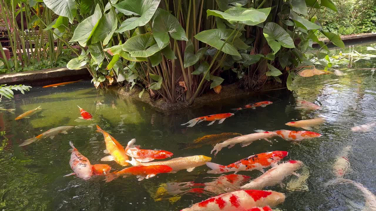 许多鲤鱼在鱼池里游泳。视频素材