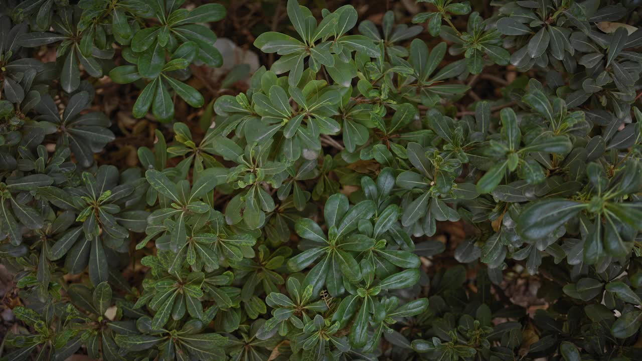 郁郁葱葱的达芙妮草，地中海灌木原产于穆尔西亚，西班牙，在一个自然的户外设置。视频素材