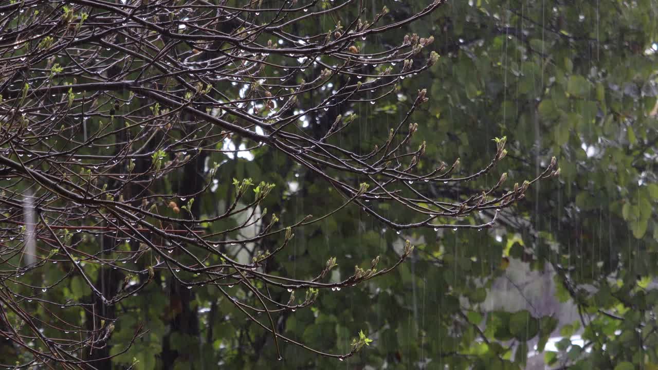 雨视频素材