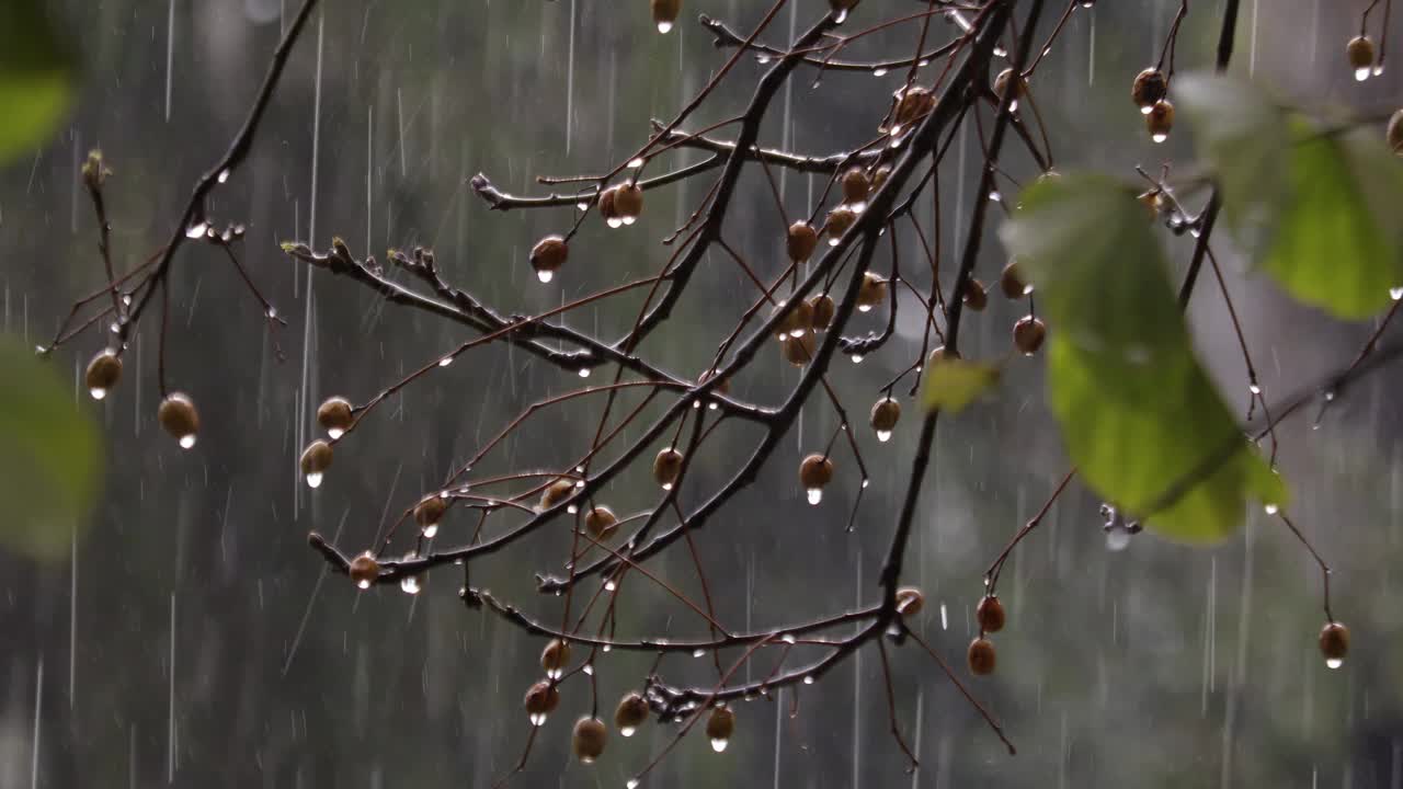 雨视频素材