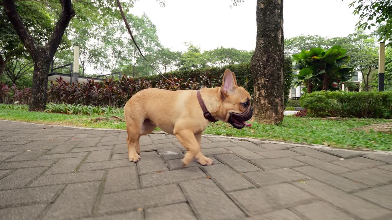 一只热得筋疲力尽的法国斗牛犬，牵着皮带慢动作地走着视频素材