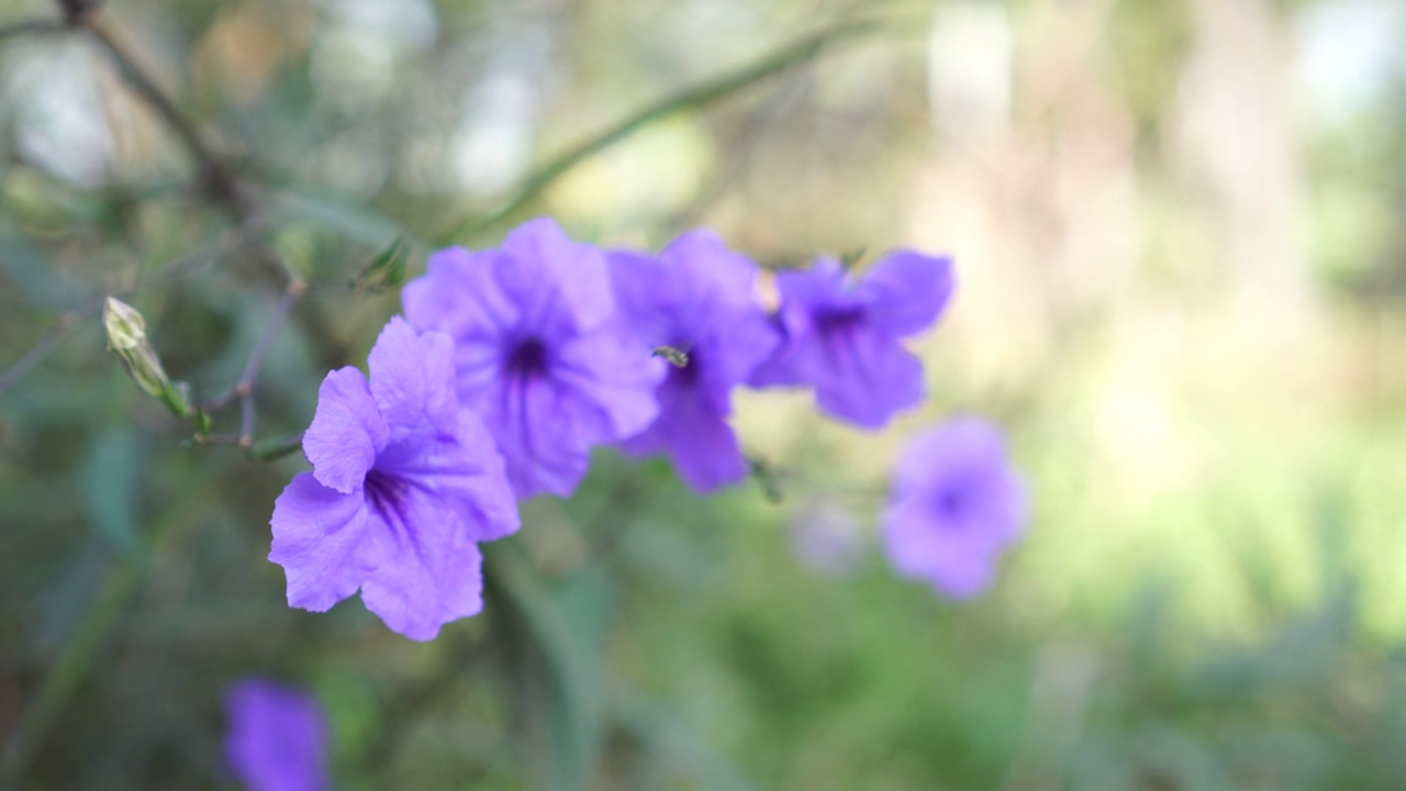 紫罗兰花:水仙花、水仙花、米尼根、铁根、小白根、爆荚、拉炮花、火车花、Toi ting刺科、布里顿野生花、墨西哥风铃花、矮牵牛紫罗兰花，在自然的背景下在花园里盛开视频素材