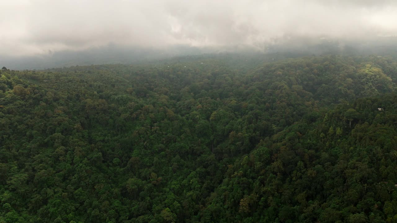 厚厚的树叶覆盖着地面，形成了延伸很远的绿色地毯视频素材