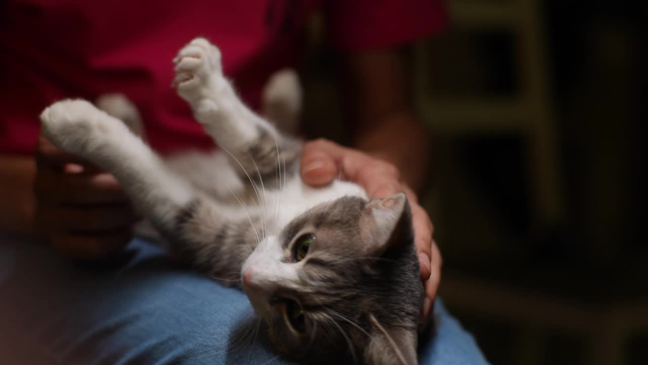 可爱的男主人亲切地抚摸猫的肚子，猫高兴地伸出爪子。特写镜头，一个不知名的男人的手爱抚着毛茸茸的猫的肚子视频素材