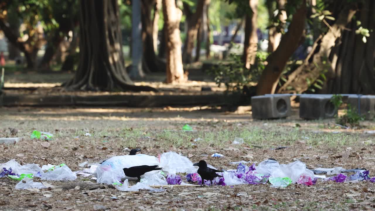 在森林空地上觅食的鸟类视频素材