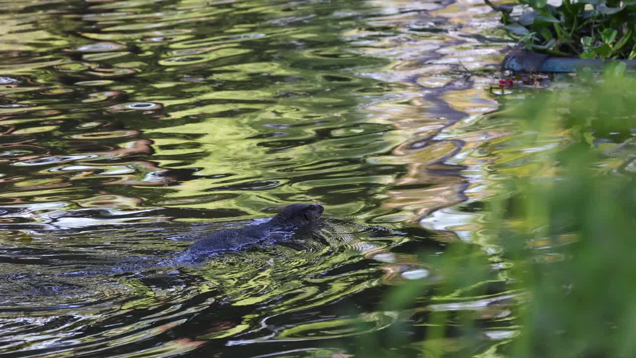 巨蜥在池塘里游泳视频素材