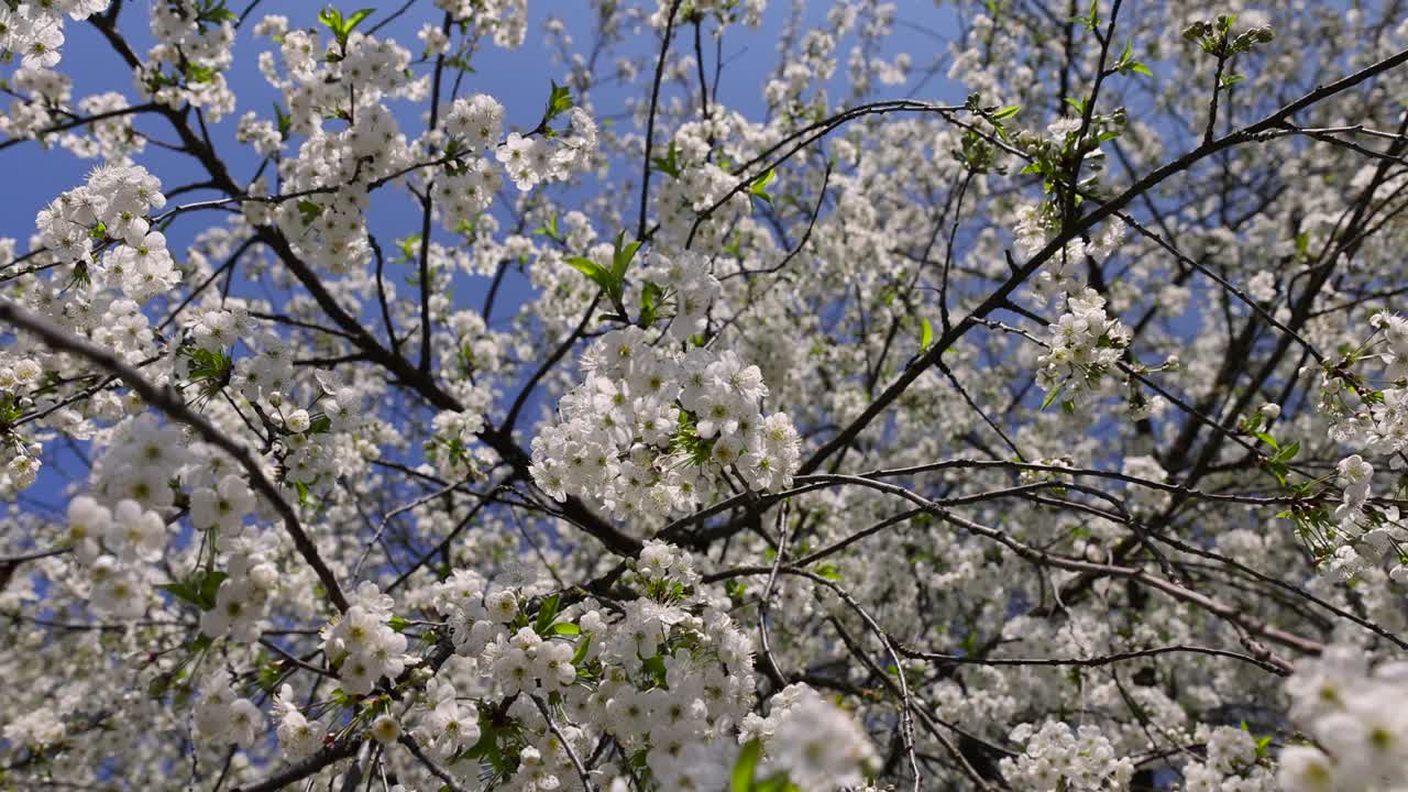 春天的花园，阳光明媚，樱花盛开视频素材