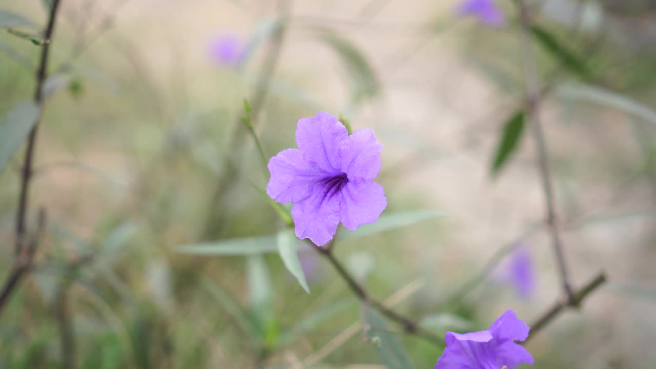 水仙花、水仙花、米尼根、铁根、小白根、爆豆荚、Cracker plant、traino、Toi ting ACANTHACEAE、Britton 's Wild、墨西哥风铃花、矮牵牛紫罗兰花，在自然背景下在花园里盛开视频素材