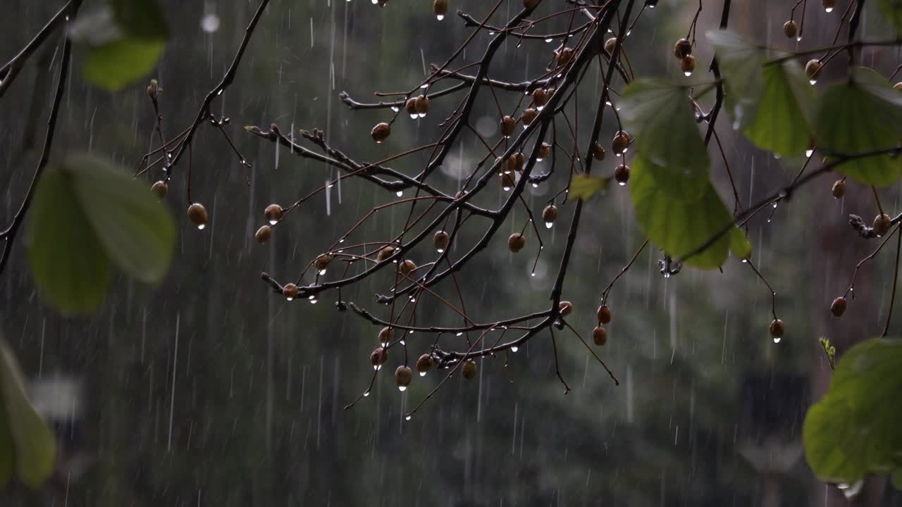 雨视频素材