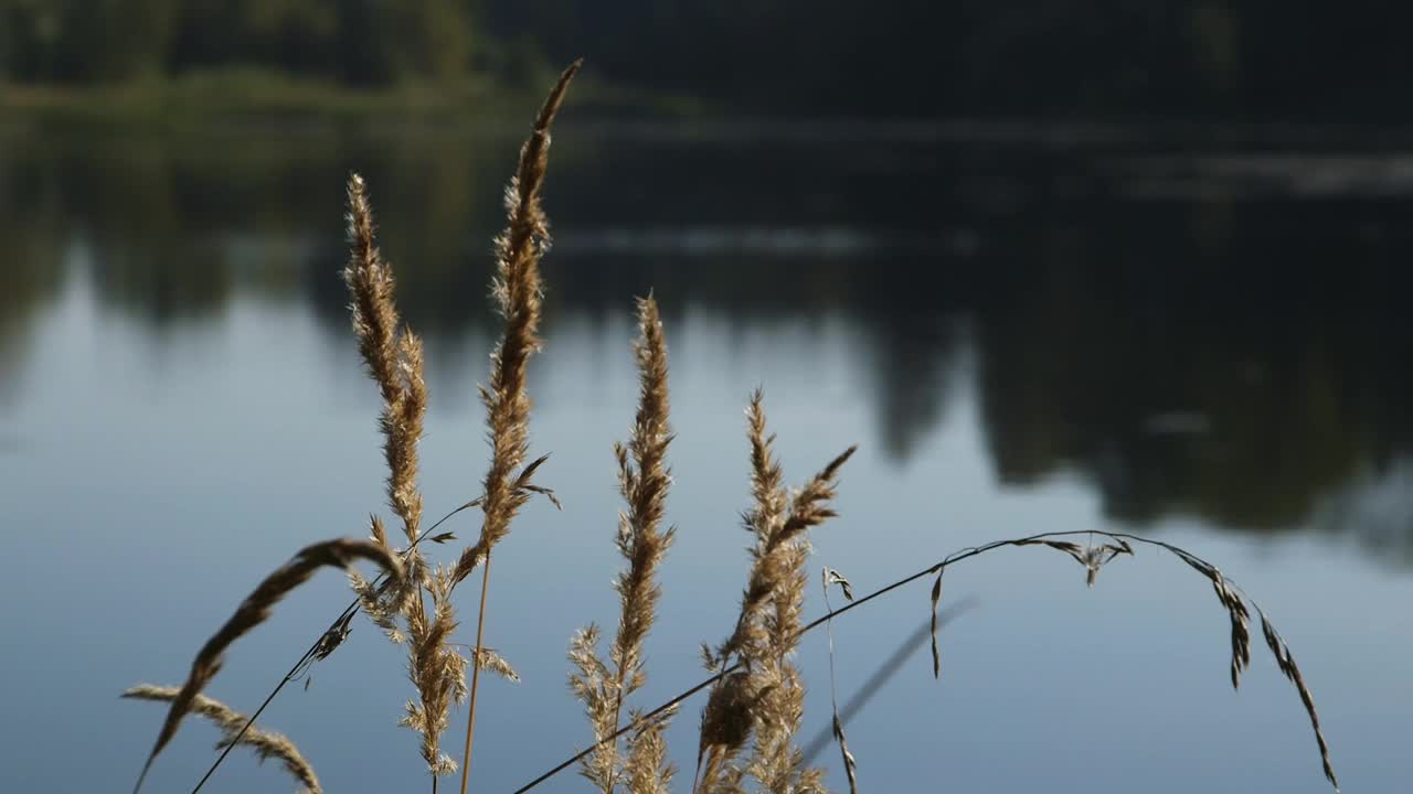 美丽的景色，森林环绕湖与水边芦苇在前景视频素材